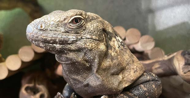 Critter Fun with Phoenix Herpetological Society