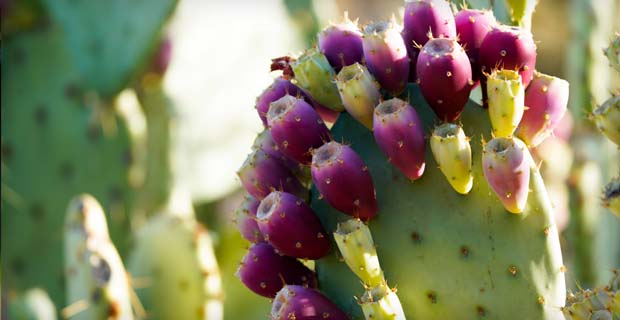 Flora in the McDowell Sonoran Preserve