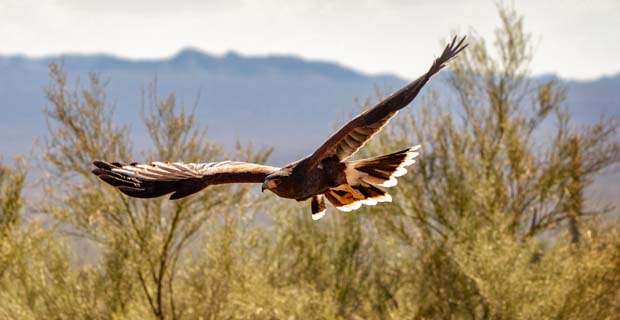 Take flight with Scottsdale Public Library and Liberty Wildlife